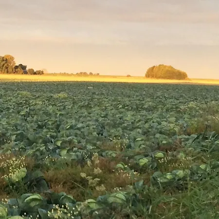 Holiday home Traumwagen An Der Muehle Thalingburen